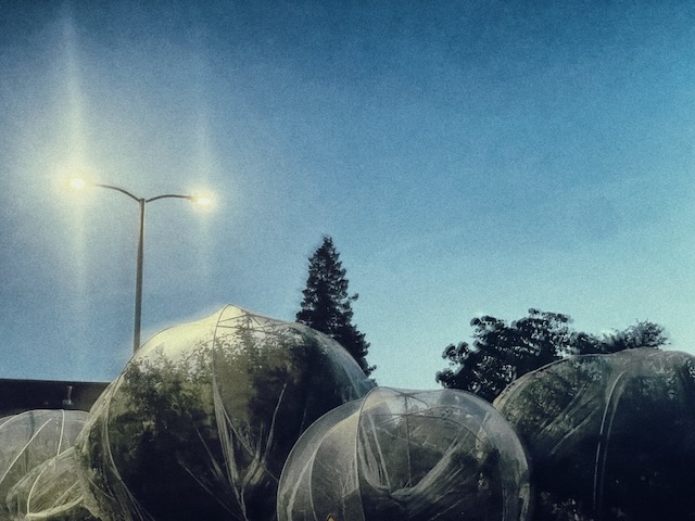 Trees covered with insect netting.